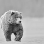 Bears Back In Control And Target The $1,750s